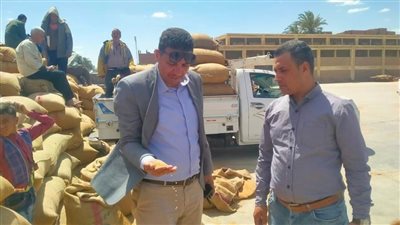 شون وصوامع المنيا تستقبل 162 ألف طن من محصول القمح