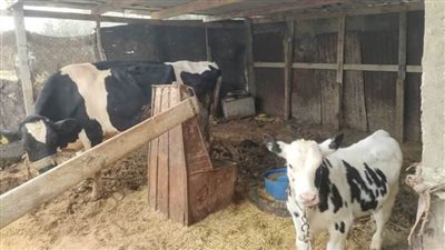 الطب البيطري: تفعيل القوافل الطبية البيطرية لعلاج الحيوانات