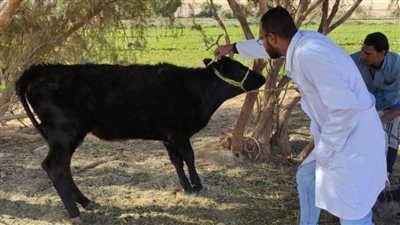 إعدام عجل وزن 200 كيلوجرام من اللحم بمركز باريس الوادي الجديد