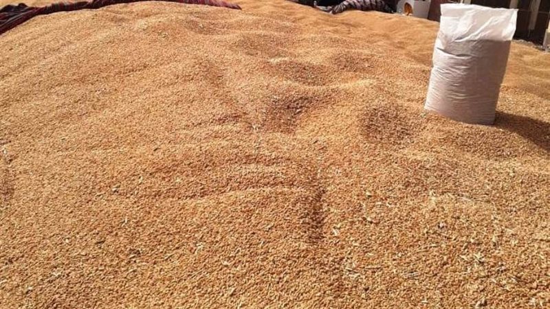 جانب من القمح