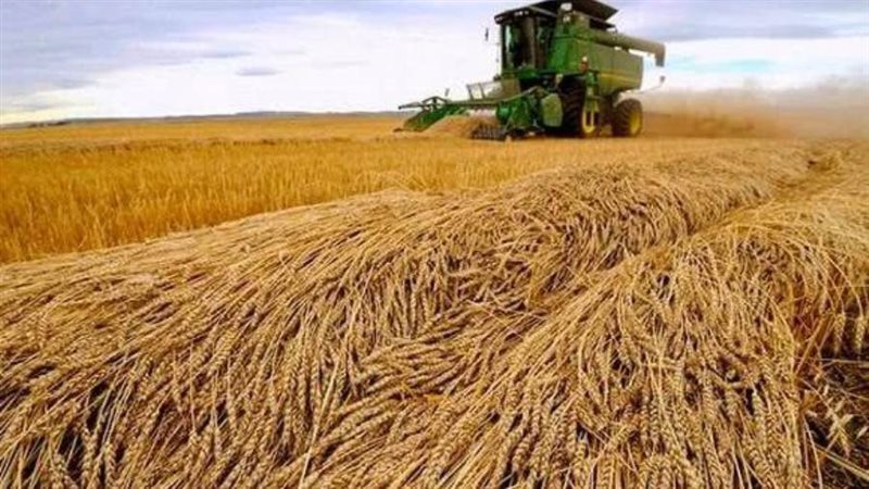 حصاد القمح - أرشيفية