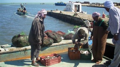 بدء تطبيق مد ساعات العمل في بحيرة البردويل