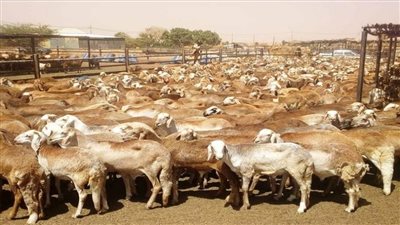 السودان يؤكد جاهزيته لتلبية احتياجات الدول من صادرات الماشية
