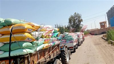 توريد 118982 طنا و595 كيلو قمح محلي لشون وصوامع كفر الشيخ