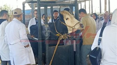 زيارة فريق الهيئة القومية لضمان جودة التعليم والاعتماد لكلية الطب البيطري بكفر الشيخ