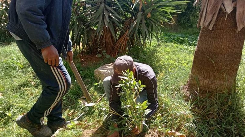 مبادرة زراعة مليون