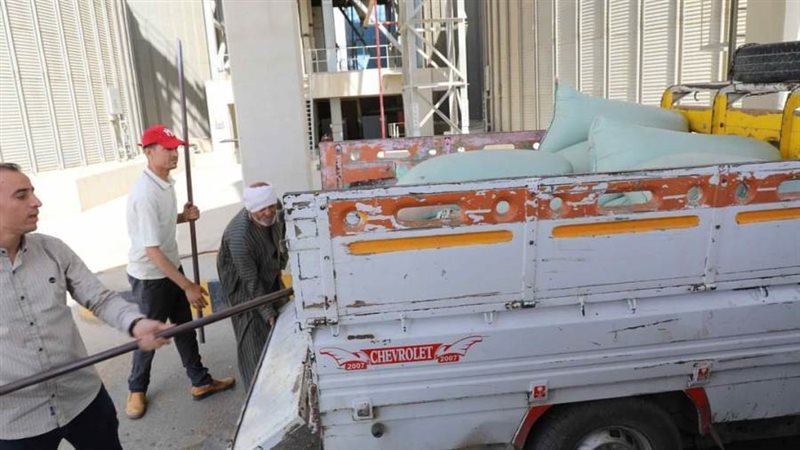 توريد القمح بالمنيا