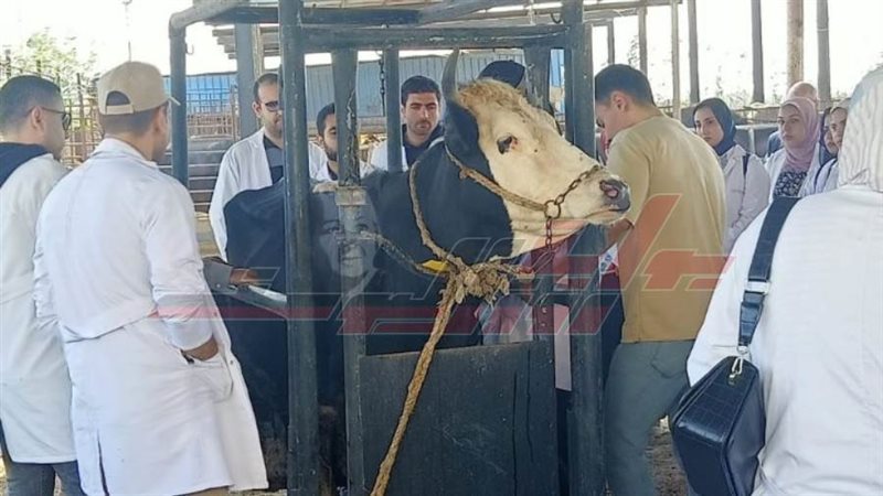 جامعة كفرالشيخ