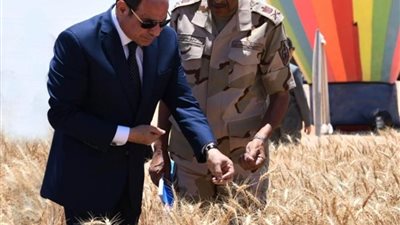 تفاصيل وأرقام بافتتاح موسم حصاد القمح في الوادي الجديد بحضور الرئيس السيسي