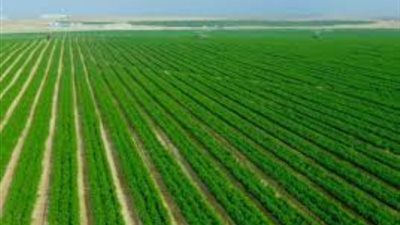 نقيب الزراعيين: ما تم استصلاحه من الأراضي الزراعية يعادل ما يوجد في 3 محافظات على خط النيل