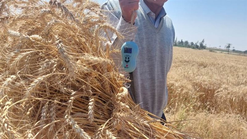 موسم جني القمح