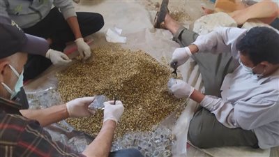 انطلاق حملة مكافحة القوارض عقب حصاد المحاصيل الشتوية بزراعة البحيرة