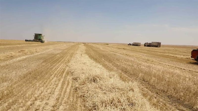 حصاد محصول القمح