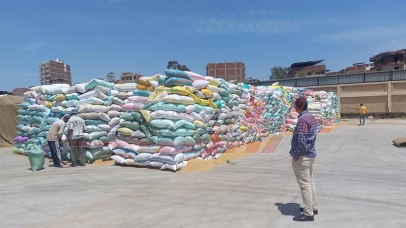 توريد واستلام القمح