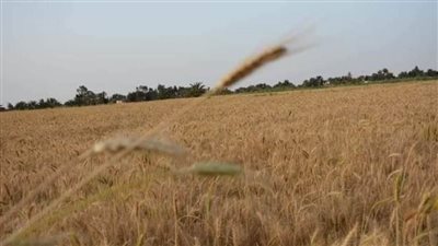 عاجل.. ضبط 22 طن قمح بالوادي الجديد قبل بيعها علفًا للأسماك 