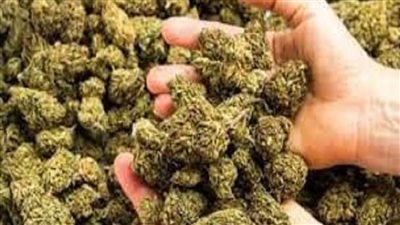 ضبط 20 كيلوجرامًا من مخدر الهيدرو بحوزة شخص بشمال سيناء