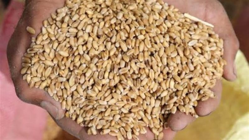 توريد القمح بالمنيا