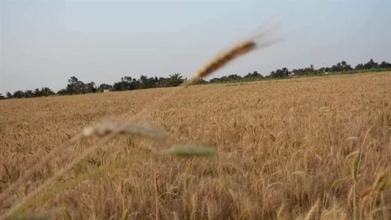 ضبط 22 طن قمح قبل