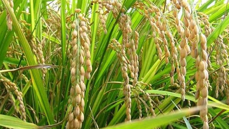 محصول الأرز