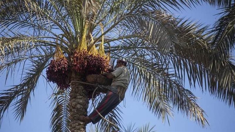 إطلاق طفيل الترايكوجراما