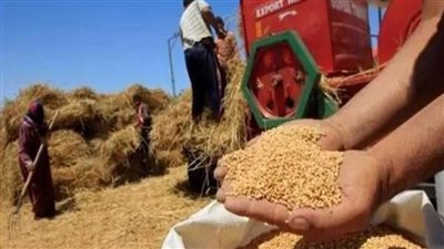 محافظ الغربية: توريد 235 ألف طن من القمح للشون والصوامع حتى الآن
