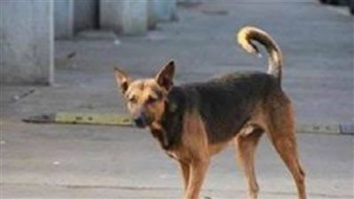 بينهم طفل.. كلب يعقر 3 أشخاص بكفر الشيخ