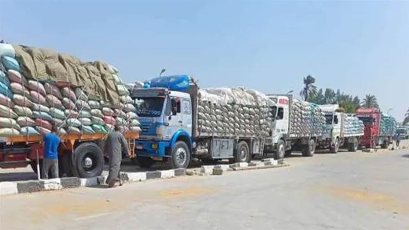 توريد القمح بالمنيا