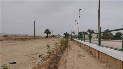 الواسطى.. متابعة التشجير ضمن مبادرة 100 مليون شجرة