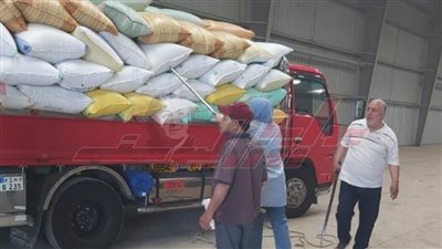 شون وصوامع كفر الشيخ تستقبل 177097 طنًا و393 كيلو قمح محلي