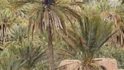 النواب يناقش جهود التنمية بالوادي الجديد في السنوات الأخيرة.. والزملوط: نصل لـ5 ملايين نخلة 2024