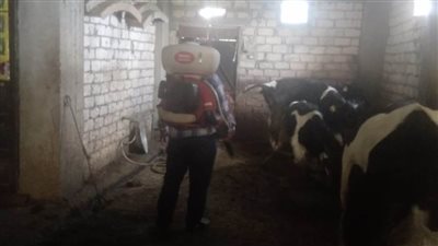 تحرير 13 محضرا وضبط لحوم منتهية الصلاحية في حملة مكبرة بالبحيرة 