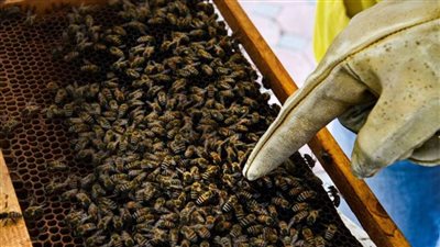 الإمارات… تطوير سلالة نحل جديدة تتحمل الأجواء شديدة الحرارة