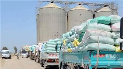 زراعة الإسكندرية: توريد 95 ألفًا و708 أطنان قمح للشون والصوامع