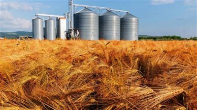 محافظ الغربية: توريد 156 ألف طن من القمح بمواقع التخزين حتى الآن