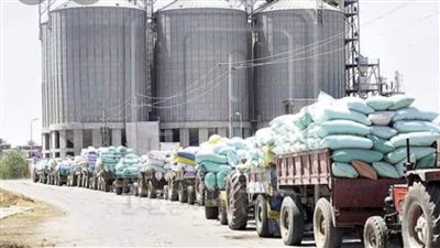 توريد أكثر من  60%من إجمالي المساحة المنزرعة من الأقماح بالوادي الجديد