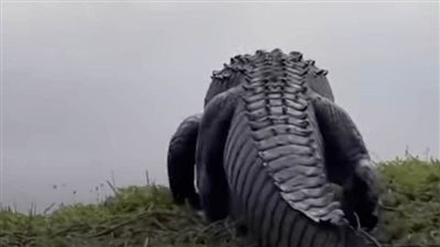 عاجل.. طبيبة بيطرية تكتشف شيئًا مروعًا في بطن تمساح عملاق