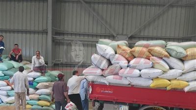توريد 241 ألفًا و43 طنًا و207 كيلو قمح بنسبة توريد 86.29% بكفر الشيخ