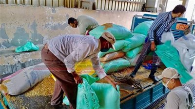 شون وصوامع كفر الشيخ تستقبل 187062 طنًا و112 كيلو قمح محلي