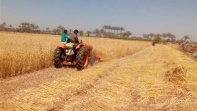 توريد 551 ألف طن قمح لصوامع وشون الشرقية