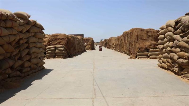 توريد القمح بالمنيا