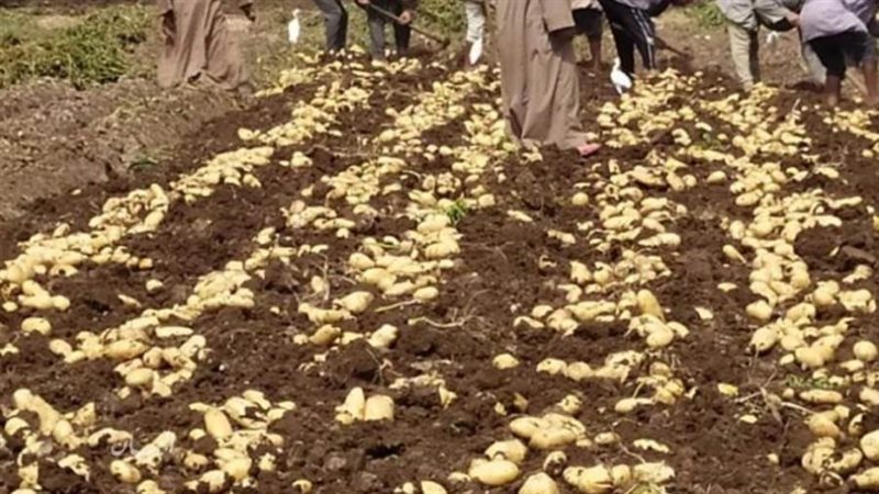 بوابة روز اليوسف