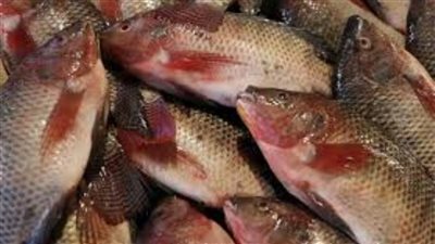 استقرار أسعار الأسماك اليوم الاثنين 5 يونيو 2023