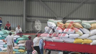 توريد 189584 طنًا و67 كيلو قمح لشون وصوامع كفر الشيخ