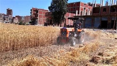 توريد 558 طن قمح لصوامع الشرقية و43.9 ألف طن في دمياط