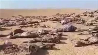 عاجل.. كشف ملابسات العثور على حمير نافقة بالطريق الدائري بالفيوم