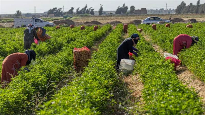 صادرات مصر الزراعية