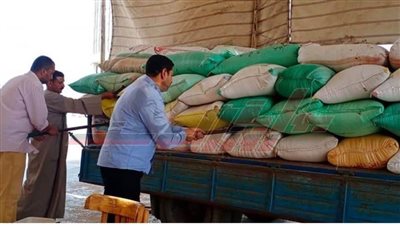 توريد 194437 طنًا و539 كيلو قمحًا لشون وصوامع كفر الشيخ 