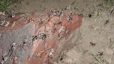 عاجل.. جراد بلا أجنحة يحتل بلدة أمريكية 