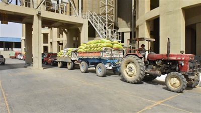 محافظ أسيوط يعلن استمرار توريد القمح والصوامع استقبلت 125 ألف طن حتى الآن