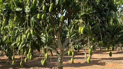 جامعة قناة السويس تضع إرشادات وتوصيات لمواجهة تأثير التغيرات المناخية على أشجار المانجو 